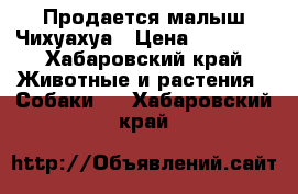 Продается малыш Чихуахуа › Цена ­ 12 000 - Хабаровский край Животные и растения » Собаки   . Хабаровский край